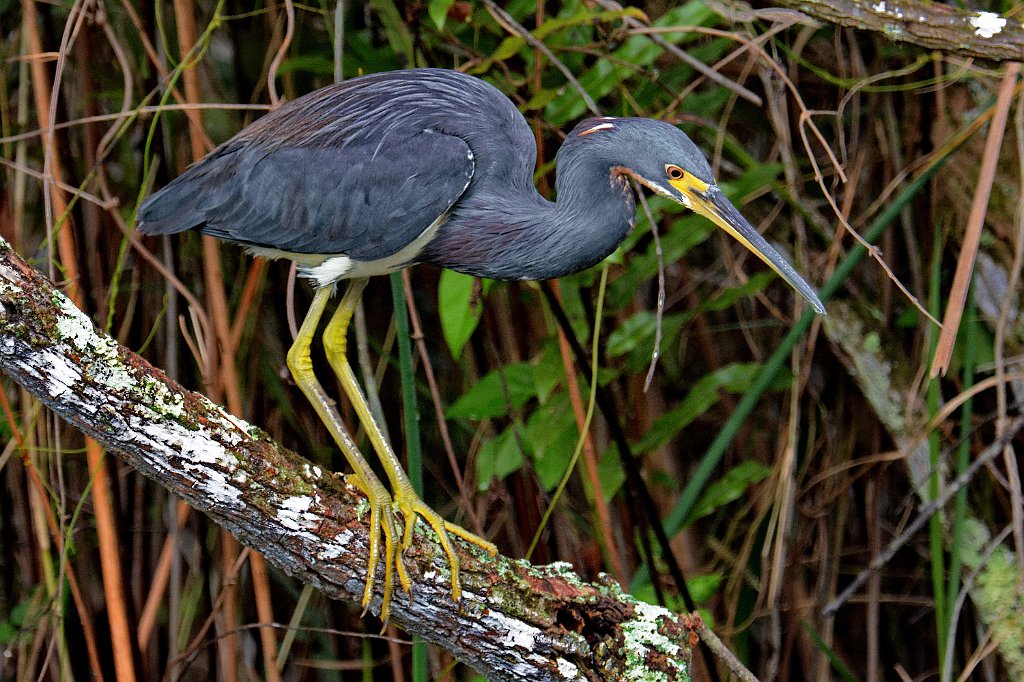 Heron, Tricolored, 2015-01140355 Everglades NP, FL.JPG - Tricolored Heron. Shark Valley, Everglades National Park, FL, 1-14-2015